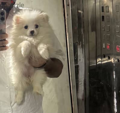 Pomeranian بومرينيان