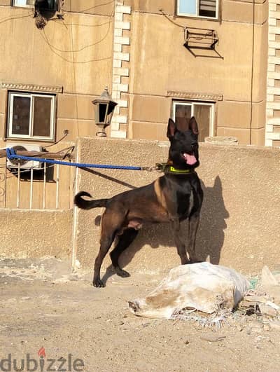 Malinois Male .  . for sale