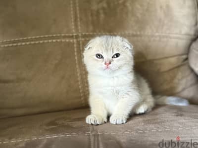 Scottish fold female