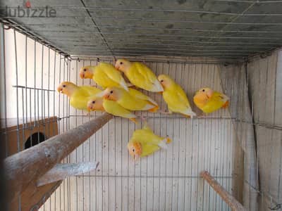 مجموعه اوبلاين اورانج