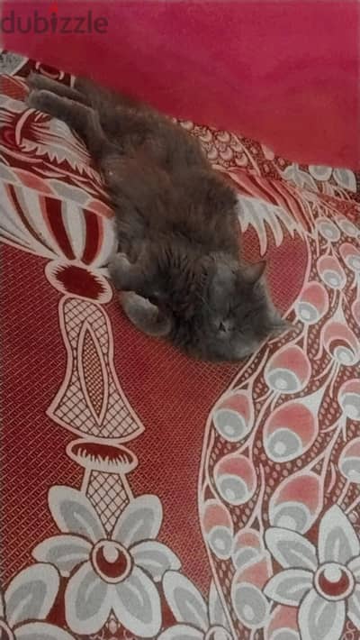 تبني قطه