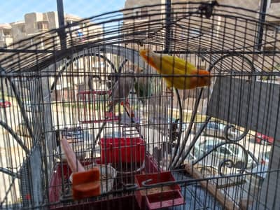 عصفورة روز بيور