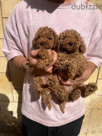 Toy poodle