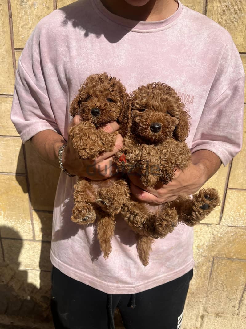 Toy poodle 1