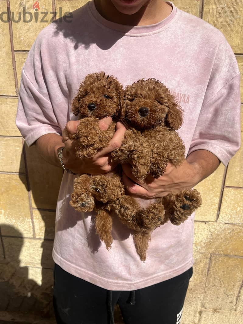 Toy poodle 2