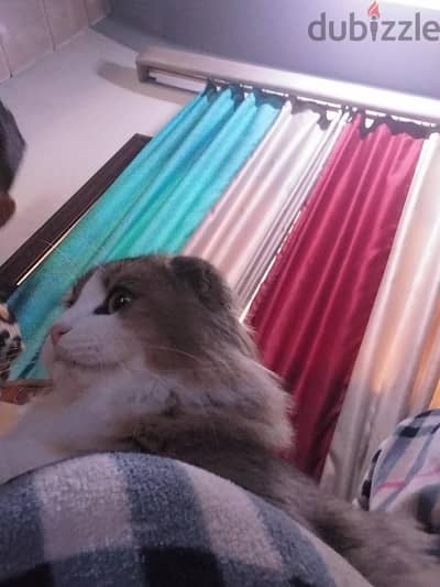 ذكر سكوتش فولد جولد مميز جدا