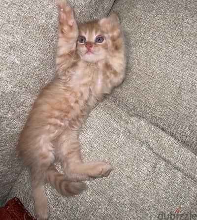 persian kitten