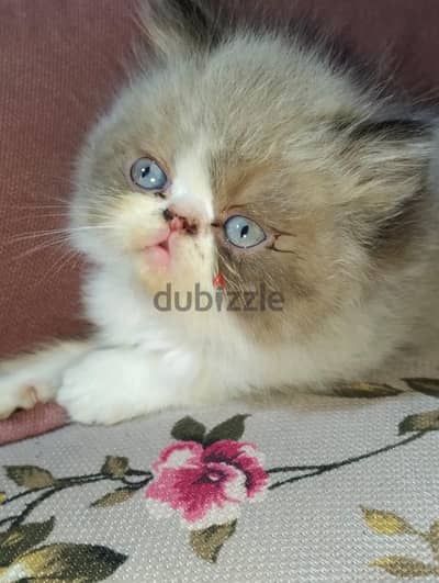 ولد هيمالايا بلو قمر وعيونه زرقا