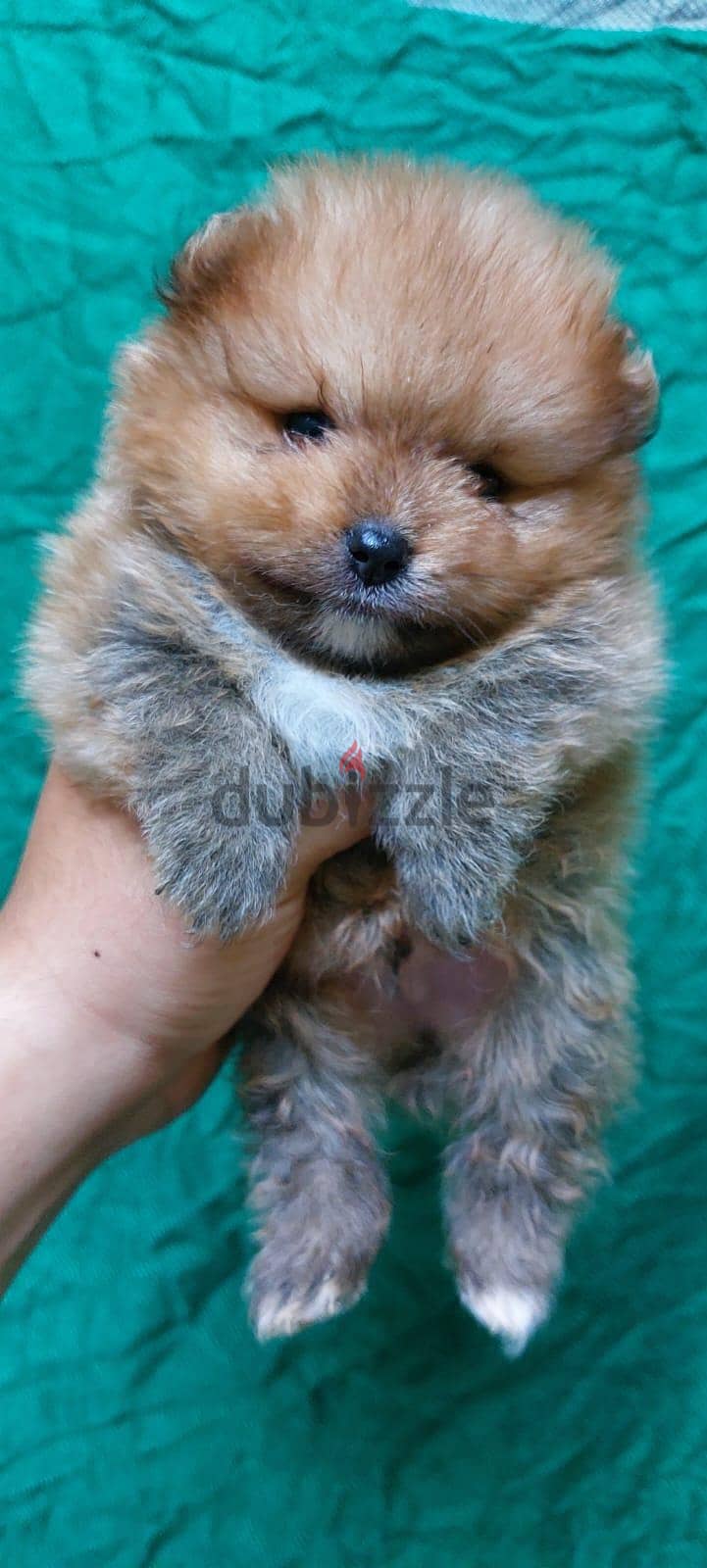 mini pomarian 1