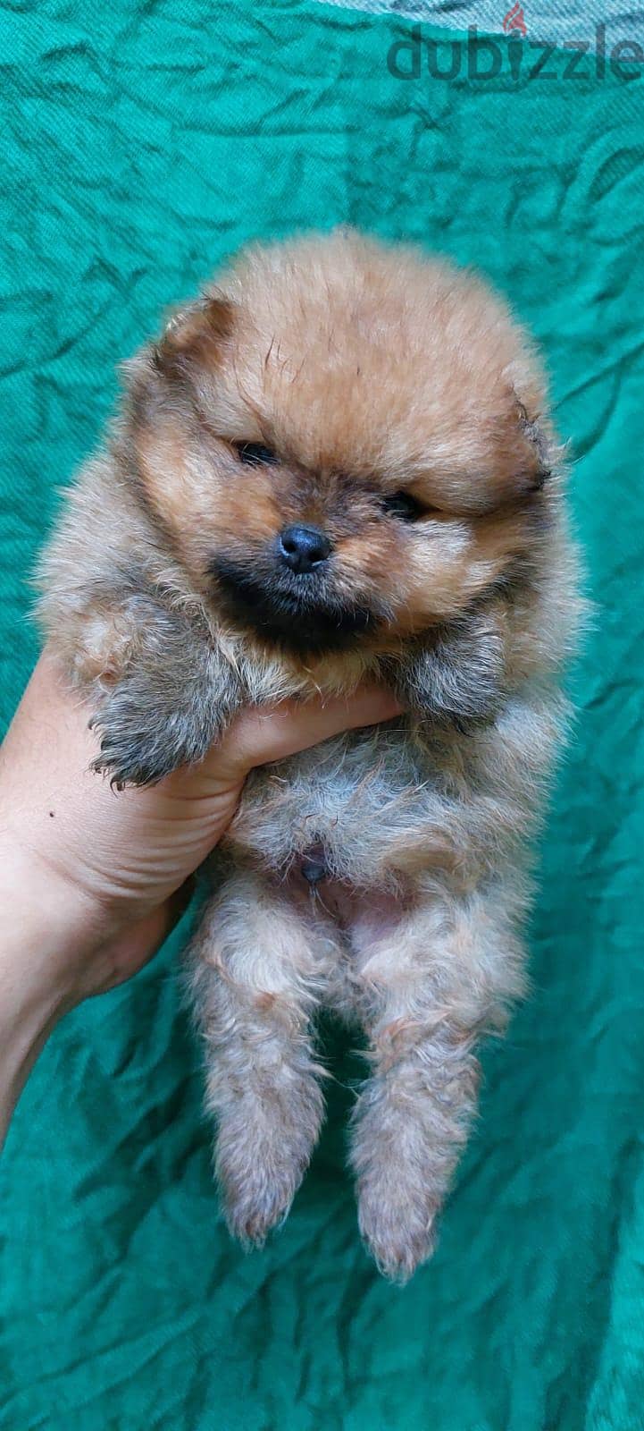 mini pomarian 2
