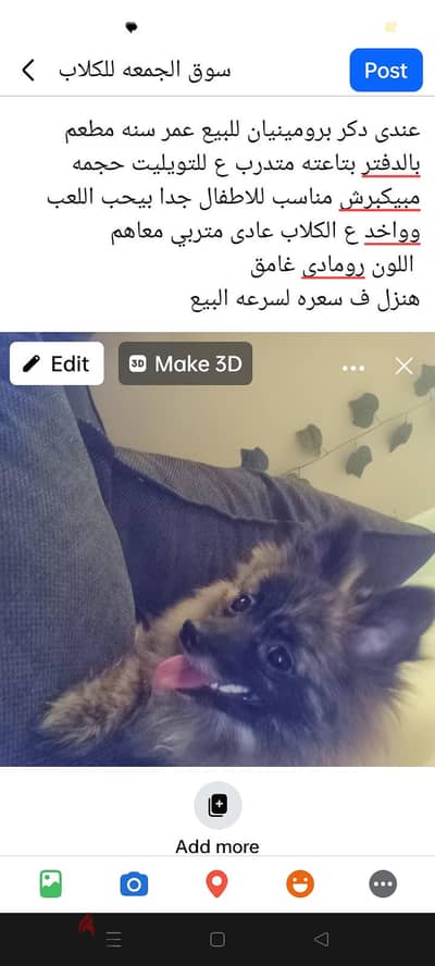 كلب بيرومينان