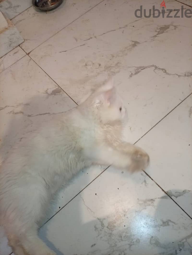 قطه للتبنى 2
