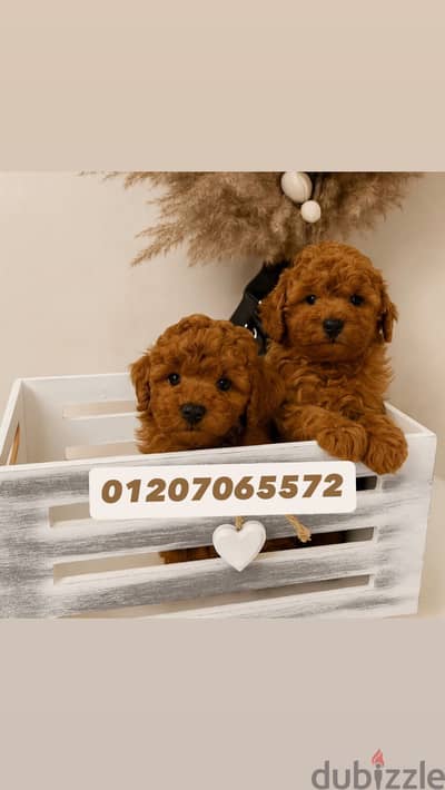 Toy poodle / توي بودل