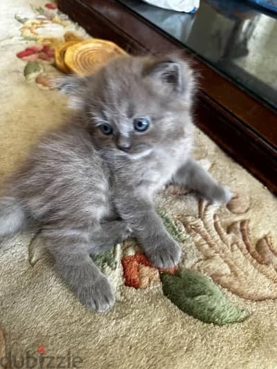 Scottish fold and straight kittens