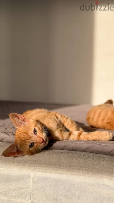 Free kittens