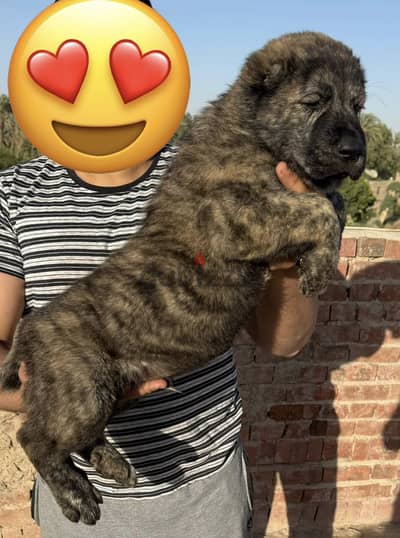 جرو الاباي Alabai