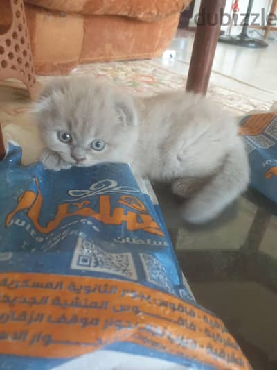 Scottish fold and Scottish hamalaya kittens