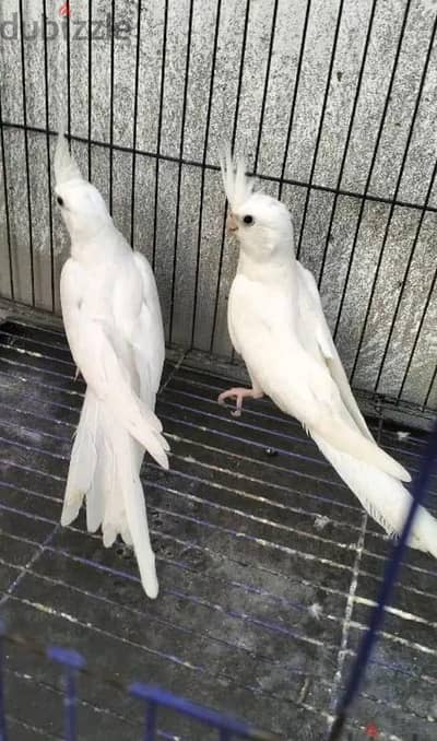 مطلوب جوز البينوا