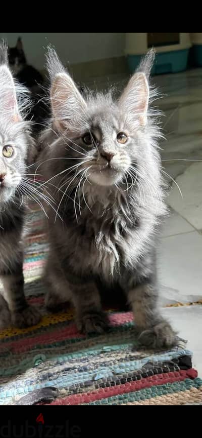 Male Maine coon purebreed
