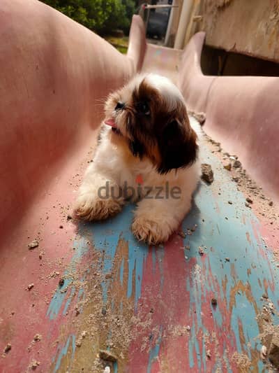 Shih Tzu Queen