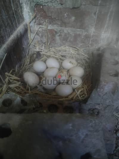 ديك وفرحه هندي