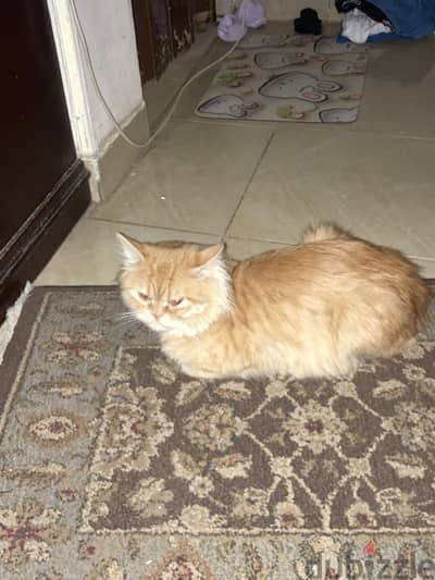 Looking for a girl cat to marry my cat