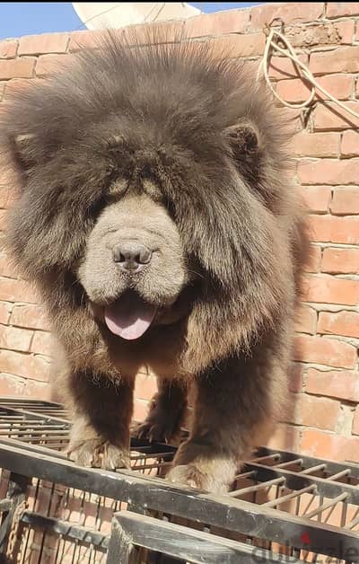 نتاية تشاو تشاو chow chow