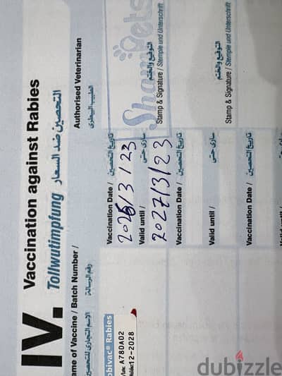 دكر روت