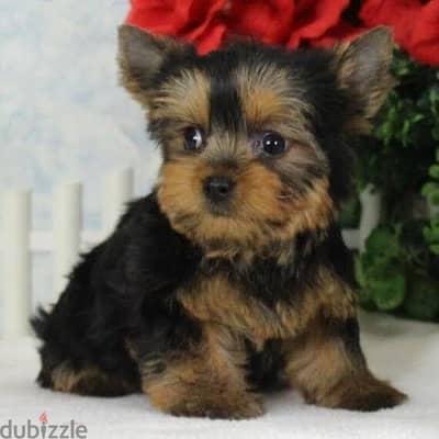 Yorkshire puppies 45 days for sale يورك شاير