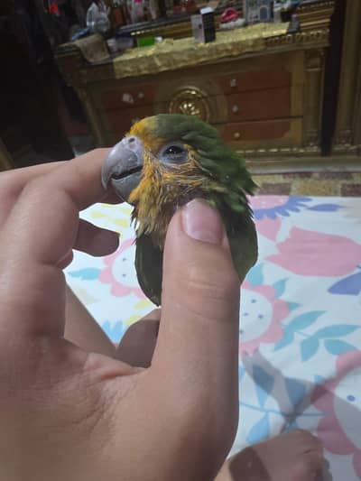 #exotic Brown throated conure/براون ثرو كنيور