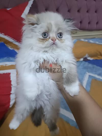 قطه بيرشن بيور