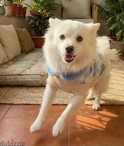 بمورينيان (Pomeranian) بيور مميز جداً - عمر 11 شهر