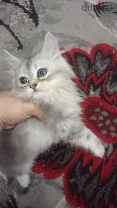 فرصه عرض لن تجده كثيرا  كل التفاصيل بالاعلان