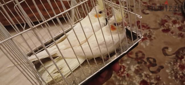 زغلولين كوكتيل لاتيني مفطومين