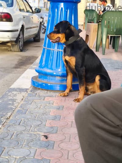 كلب روت وايلر عمر ٩ شهور