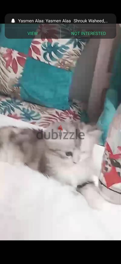 بيع قطه