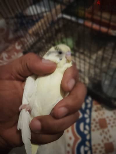 ذكر منتج استرالي