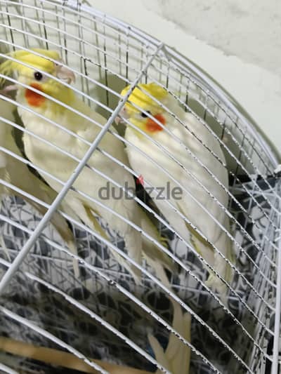 زوج كوكتيل لاتينى