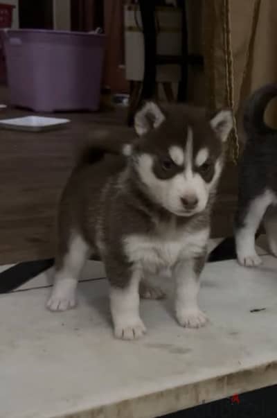 2 Female Husky Puppies