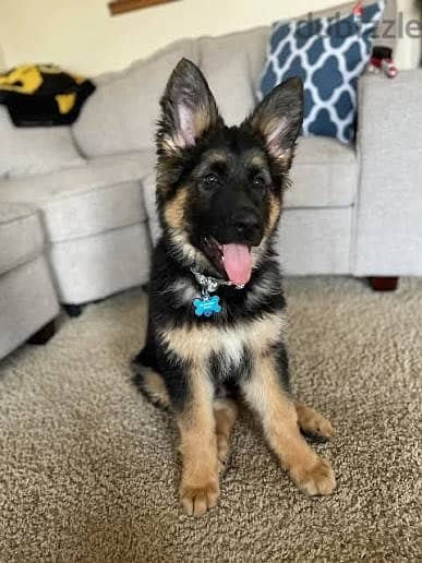 XL Long hair pure german shepherd