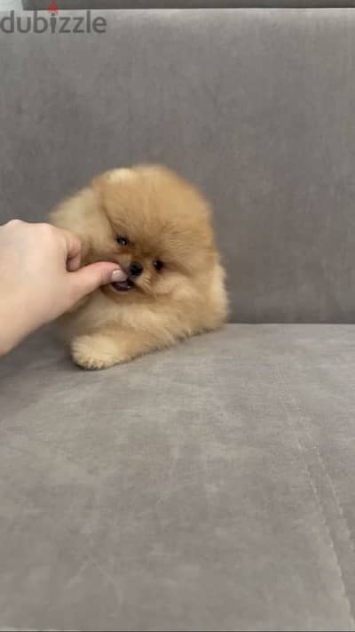بومارينين Pomeranian