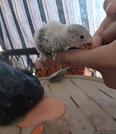 بغبغاء روز