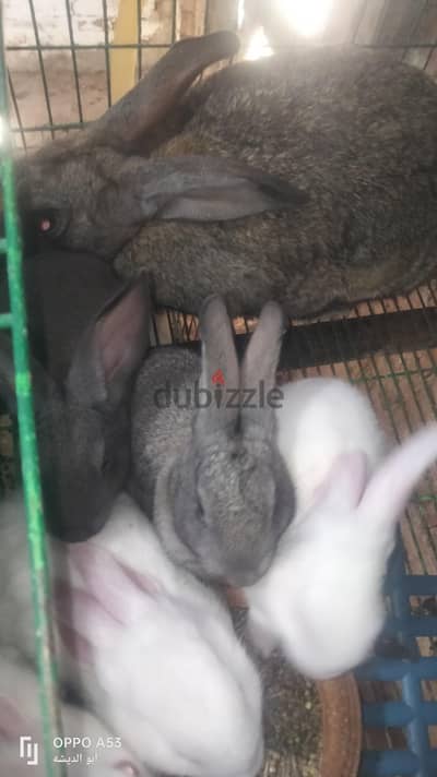 نتايه ماشاء الله بخلفتها 4جراوى كبار وش فطام