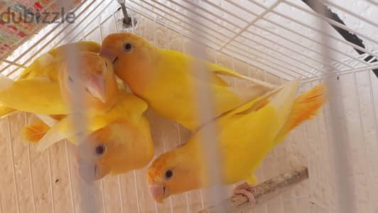جوزين روز  مشاء الله تبارك الرحمن