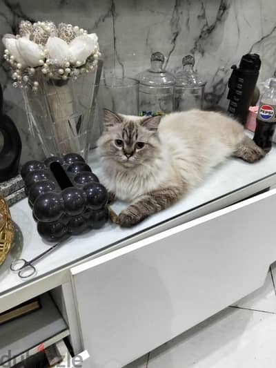 قط سكوتش فولد ولد 6 شهور