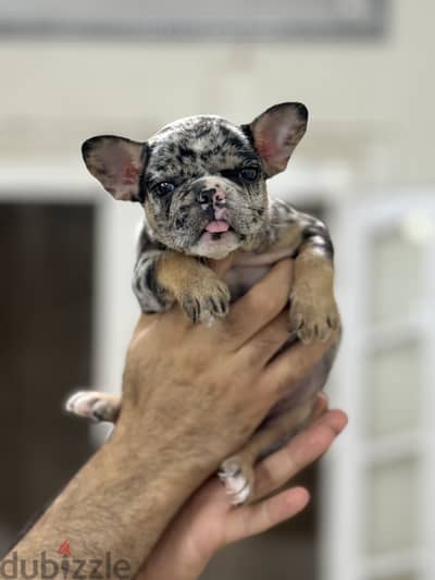French bulldog puppy فرنش بولدوج