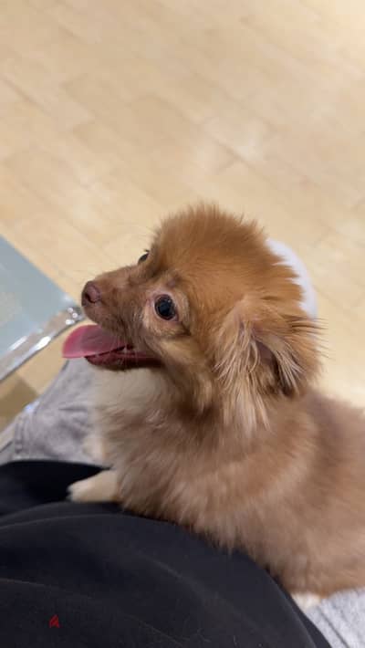 Long-coated Chihuahuaكلب تشيواوا للبيع