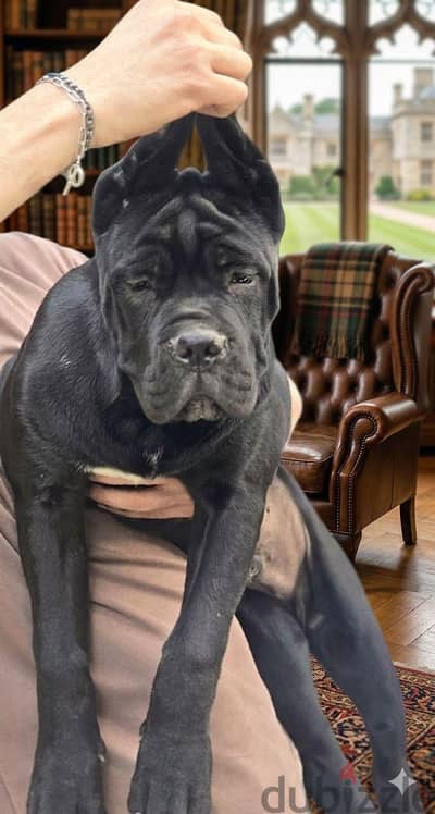 FCI cane corso puppies avaliable for world wide exports