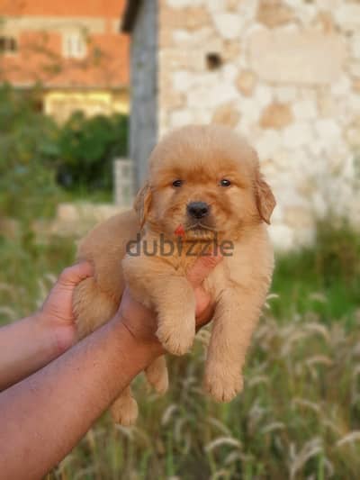 golden retriever