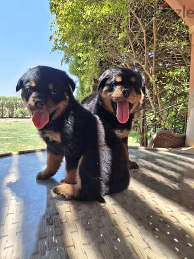 female and two puppies